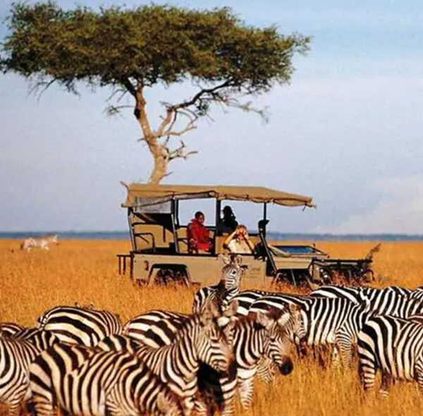 Kenya safari Package